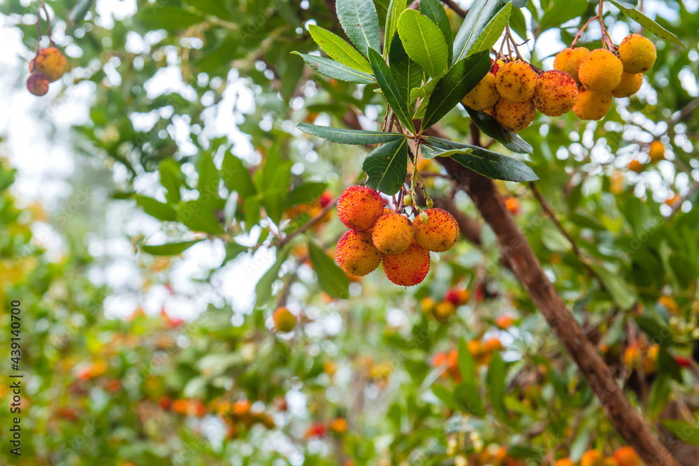 Strawberry tree fruits Strawberry tree fruits