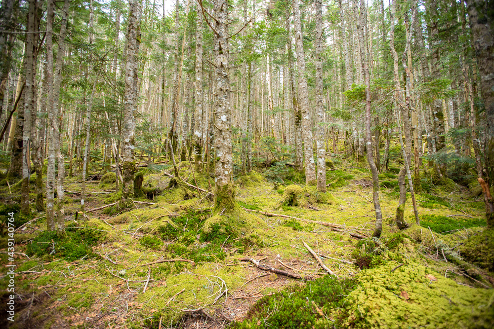 Obraz premium 八ヶ岳連峰 苔の森