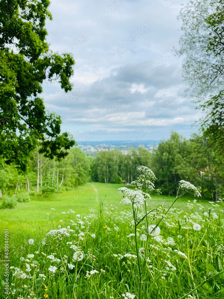 Obraz premium landscape, sky, grass, nature, tree, green, field, meadow, summer, forest, blue, spring, trees, cloud, clouds, rural, sunny, beautiful, plant, countryside, flower, environment, hill, park, lawn