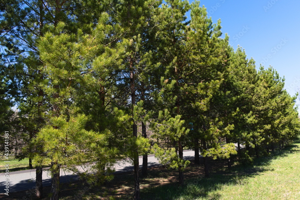trees in the park trees in the park