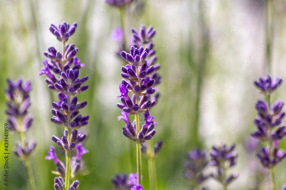 Beautiful lavender field in springtime with purple blossoms in full blow for insects like flying bumblebees with the fragrance of the french provence agriculture and violet blooming gardening Beautiful lavender field in springtime with purple blossoms in full blow for insects like flying bumblebees with the fragrance of the french provence agriculture and violet blooming gardening