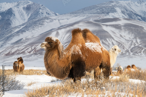 Tableau sur toile Furry camels in the mountains in winter