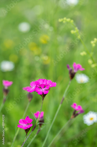 Carthusian pink flowers (Dianthus carthusianorum) on a summer meadow.