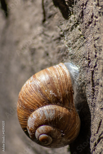 Encapsulated large garden snail, escargot or grapevine snail as mollusc and gastropod uses slime to defend against great heat in summer and hides in its shell in the garden as natural delicious food