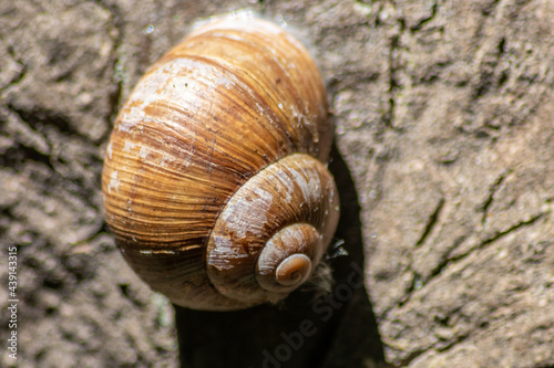 Encapsulated large garden snail, escargot or grapevine snail as mollusc and gastropod uses slime to defend against great heat in summer and hides in its shell in the garden as natural delicious food