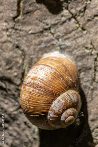 Encapsulated large garden snail, escargot or grapevine snail as mollusc and gastropod uses slime to defend against great heat in summer and hides in its shell in the garden as natural delicious food