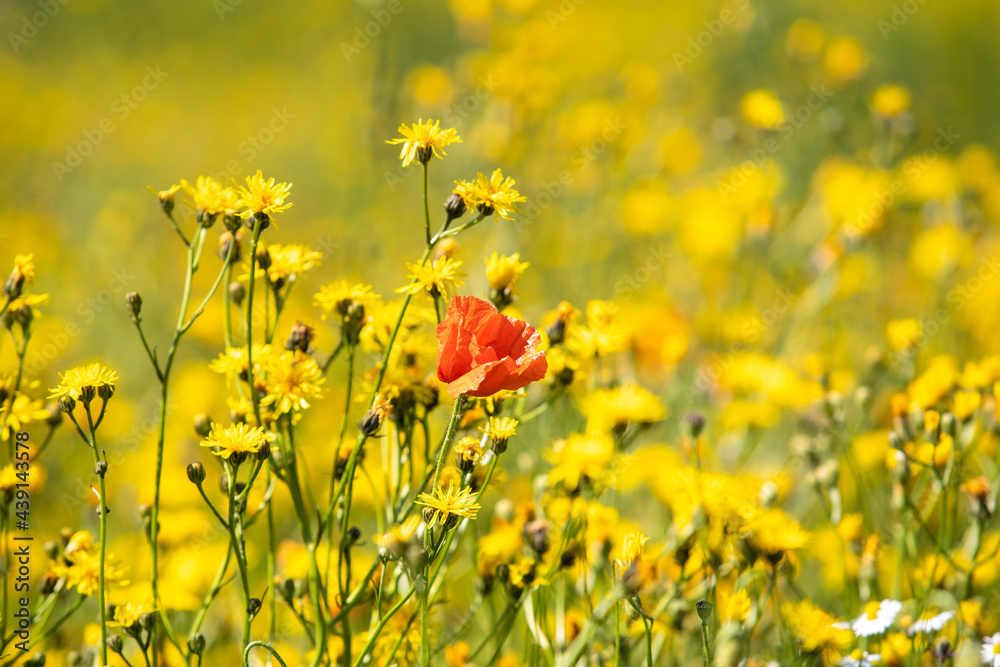 Roter Mohn | Mohnblume | Feld mit Blumen im Sommer Roter Mohn | Mohnblume | Feld mit Blumen im Sommer