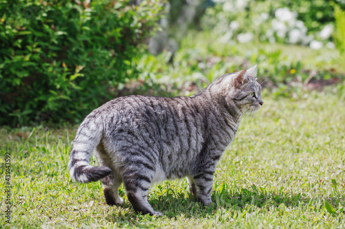 A gray mongrel cat walks in a green meadow on a sunny summer day. 