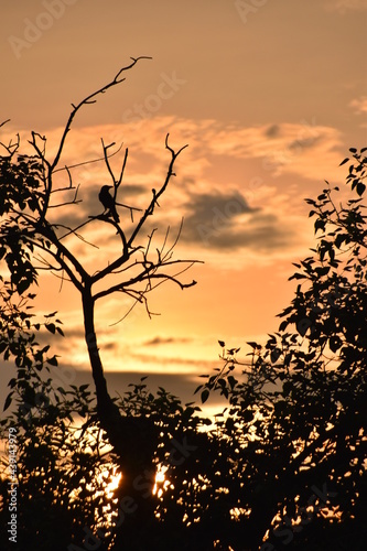 silhouette of a tree at sunset...