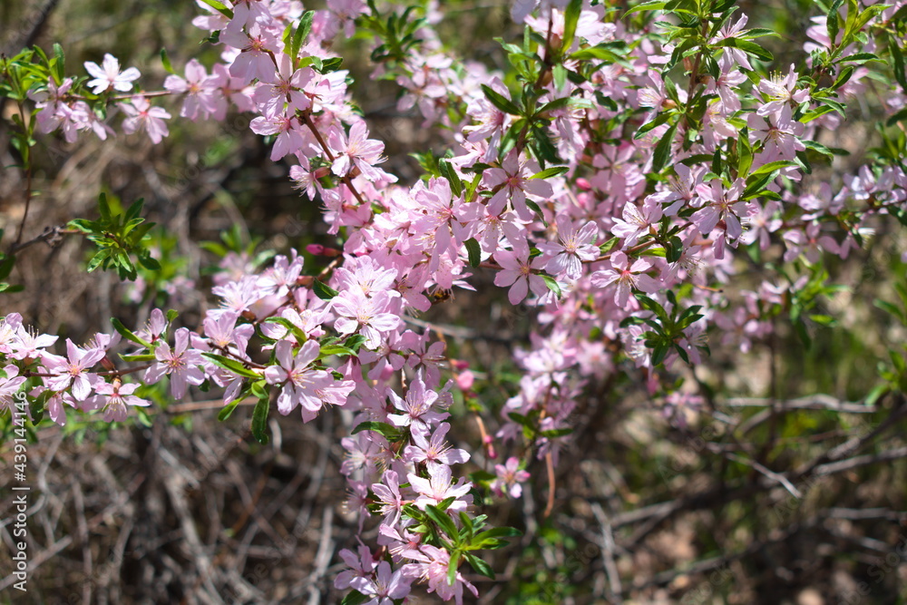 Pink flowers of decorative almonds
