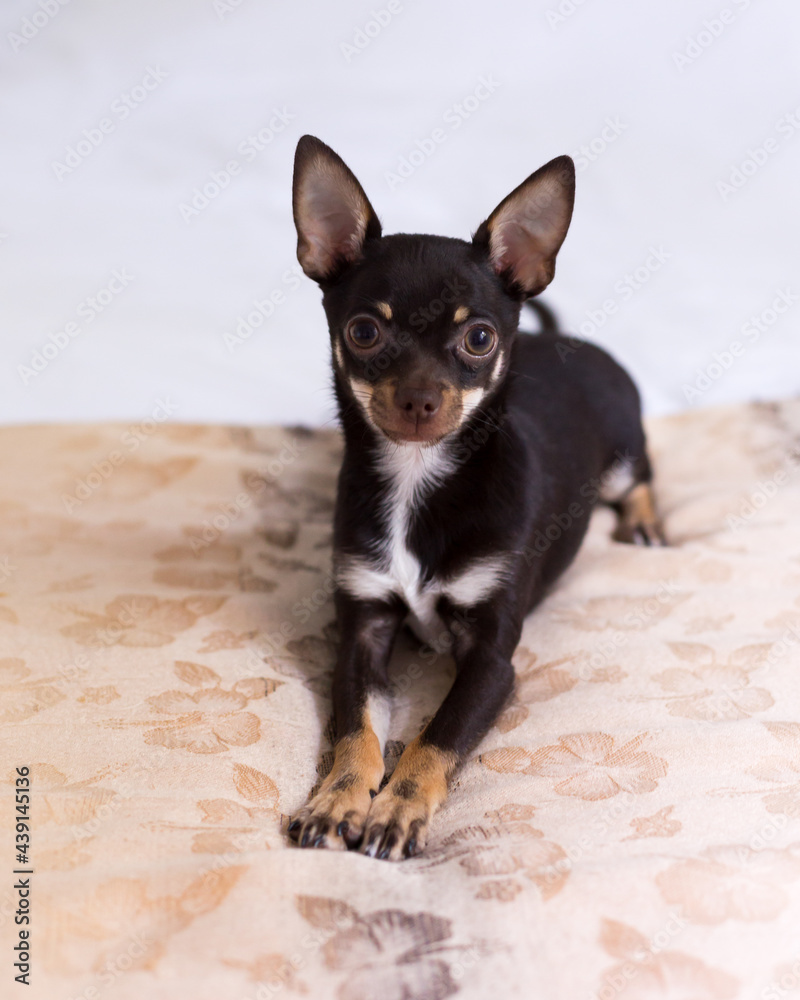 Full-length selective focus portrait of tiny tricoloured chihuahua puppy lying down on bed with alert expression Full-length selective focus portrait of tiny tricoloured chihuahua puppy lying down on bed with alert expression