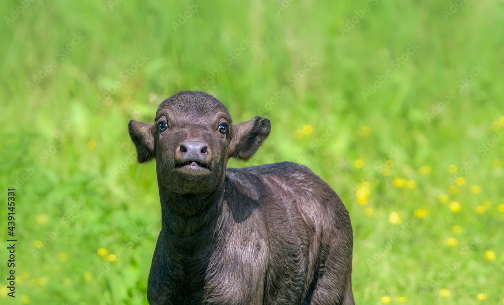 Cute water buffalo baby calf, ten days old, Bubalus bubalis Romanian buffalo Carpathian type, in wetland to achieve a variety of habitats by conservation grazing, nature reserve Eifel, Germany Cute water buffalo baby calf, ten days old, Bubalus bubalis Romanian buffalo Carpathian type, in wetland to achieve a variety of habitats by conservation grazing, nature reserve Eifel, Germany