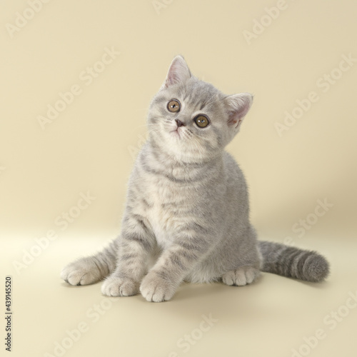 Blue spotted kitten on the beige studio background