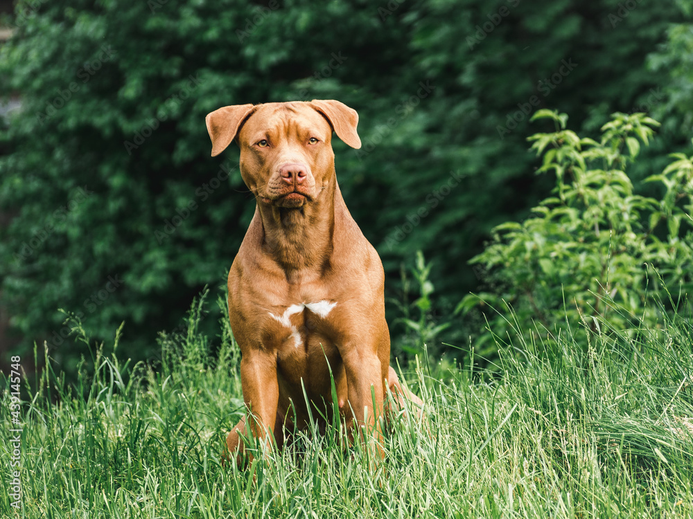Lovable, pretty puppy of chocolate color. Close-up, outdoors. Day light. Concept of care, education, obedience training, raising pets Lovable, pretty puppy of chocolate color. Close-up, outdoors. Day light. Concept of care, education, obedience training, raising pets