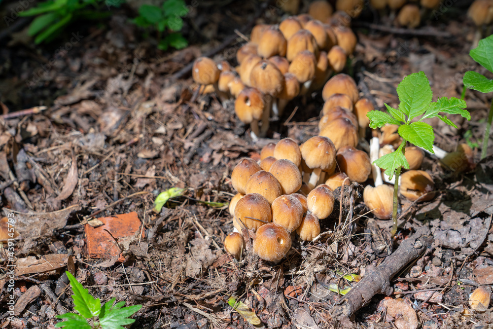 mushrooms in the forest mushrooms in the forest