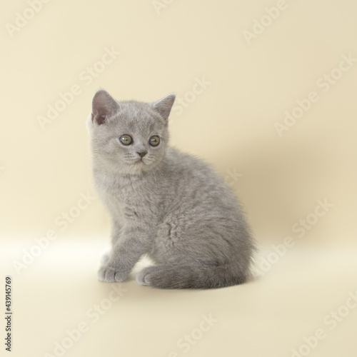 Blue grey kitten on the beige studio background