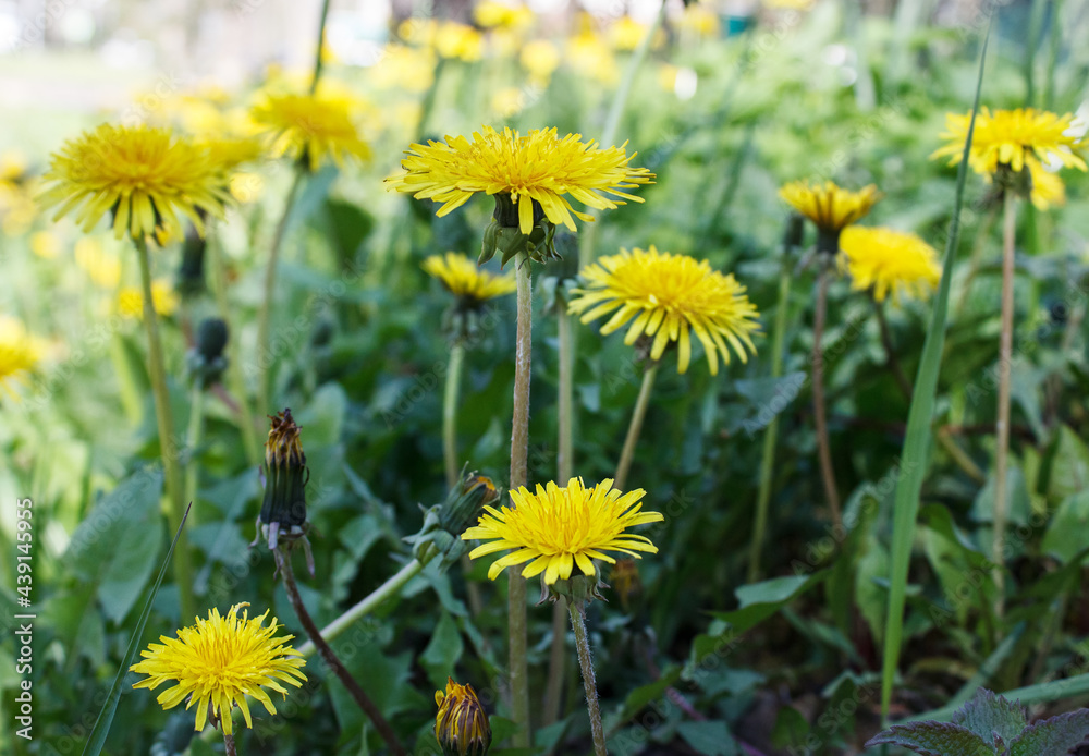 dandelions in the field dandelions in the field