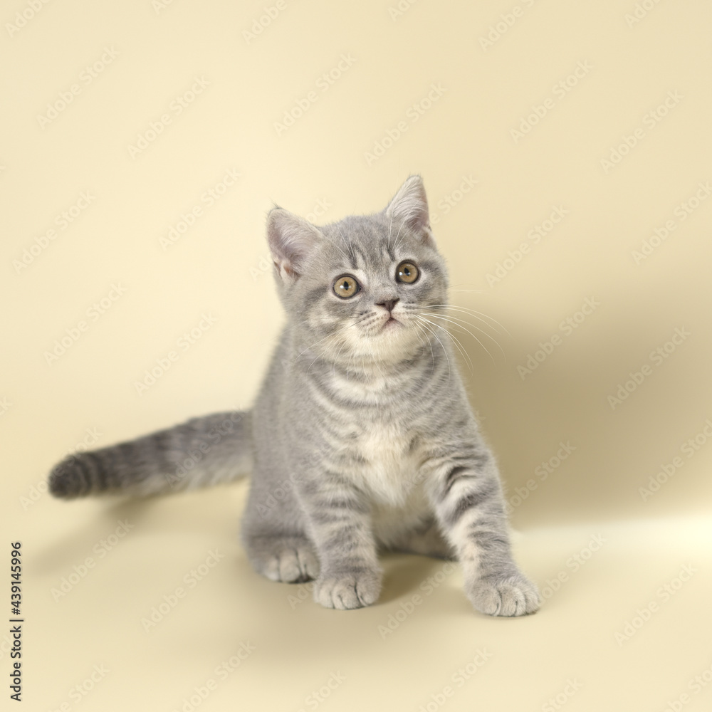Blue spotted kitten on the beige studio background
