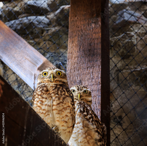 A Burrowing Owl pair in a zoo park photo