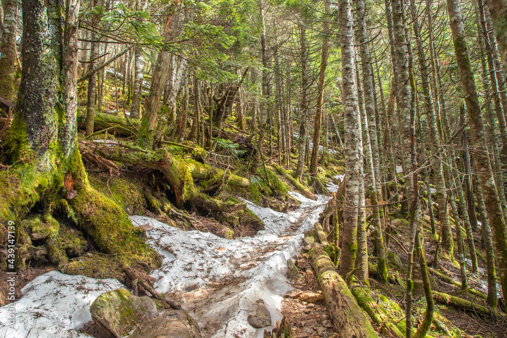 Fototapeta premium 八ヶ岳連峰 登山道