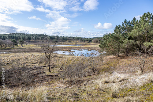 Dutch dune reserve with a pond with little water, wild grass, dry heather, green trees and pines, spring day with a blue sky with white clouds in Schoorlse Duinen, North Holland, Netherlands