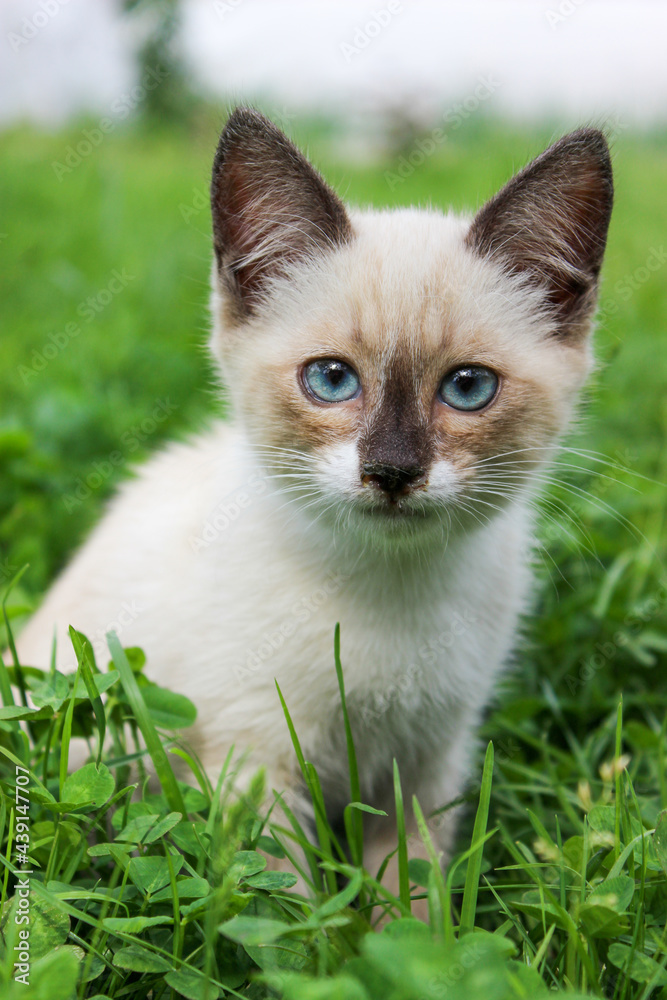 A white kitten on the lawn with blue eyes. A white kitten on the lawn with blue eyes.