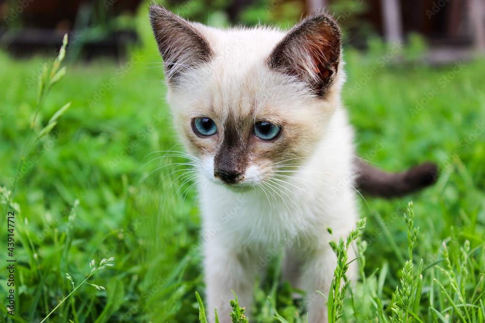 A white kitten on the lawn with blue eyes.