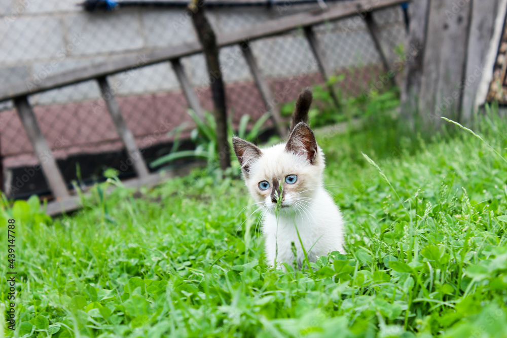 A white kitten on the lawn with blue eyes.