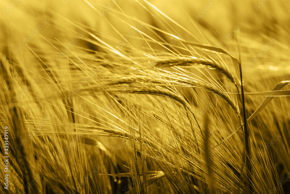 Ripe wheat spikes in the summer wheat field, wheat harvest in late summer, summer agricultural background Ripe wheat spikes in the summer wheat field, wheat harvest in late summer, summer agricultural background