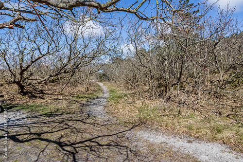 Hiking trail between small bare trees, wild grass in a Dutch dune reserve, sunny spring day with a blue sky with white clouds in Schoorlse Duinen, North Holland, Netherlands photo