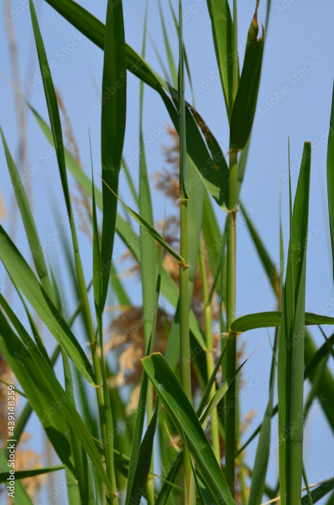 Fototapeta premium reeds