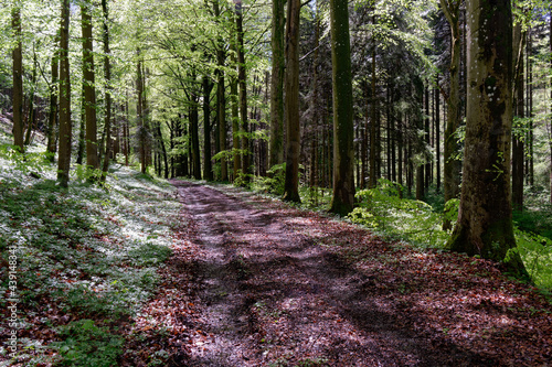 footpath in the forest