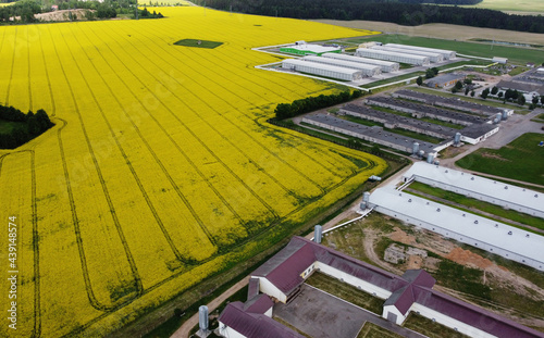 Aerial view of yellow flowers of agricultural rapeseed for background