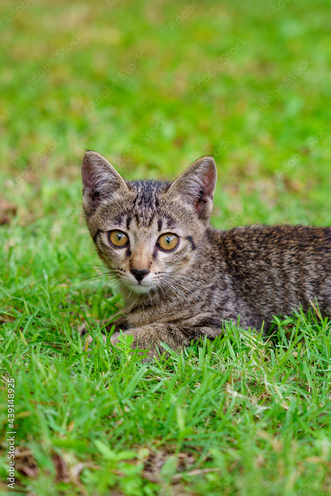 A brown kitten lying on the lawn looking at the camera.portrait of cat