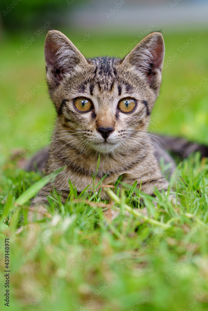A brown kitten lying on the lawn looking at the camera.portrait of cat
