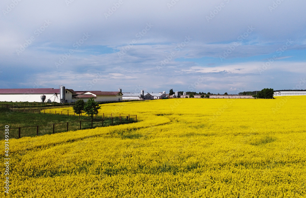 Aerial view of yellow flowers of agricultural rapeseed for background