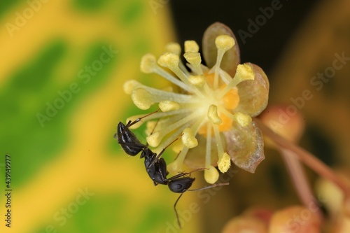 ant on flower