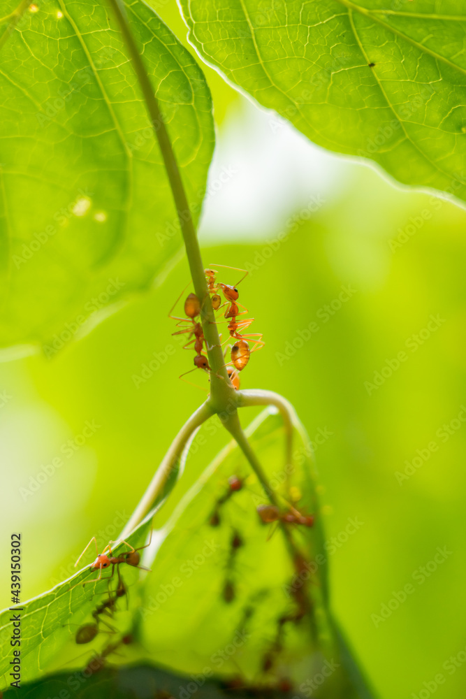 Colony of ants who are helping to build a nest. Ants close up. Colony of ants who are helping to build a nest. Ants close up.
