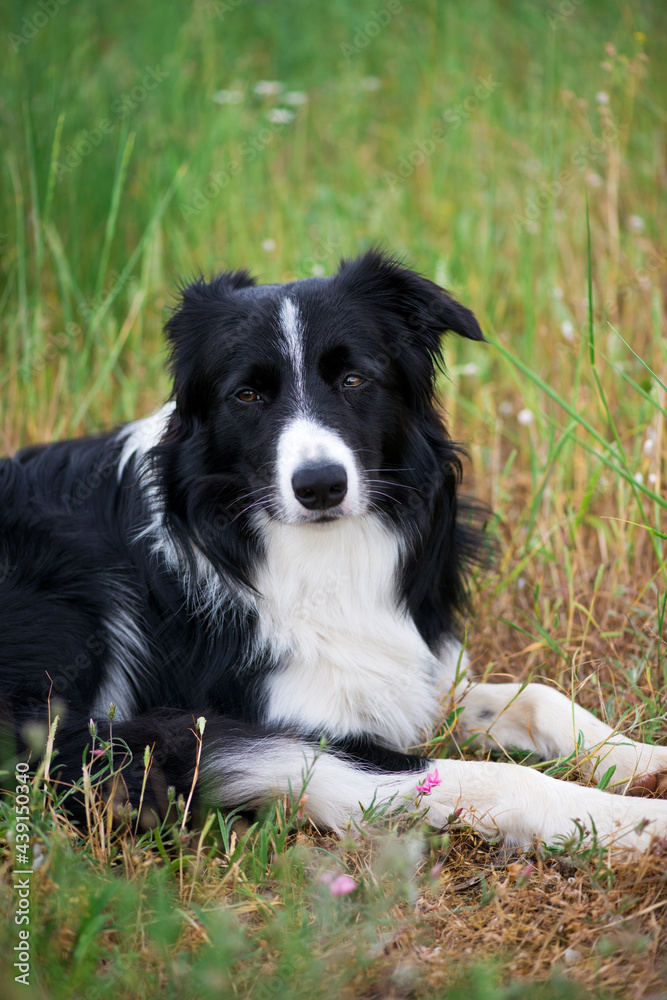 Portrait of a male loving and peaceful border collie relaxes in the grass - selective focus