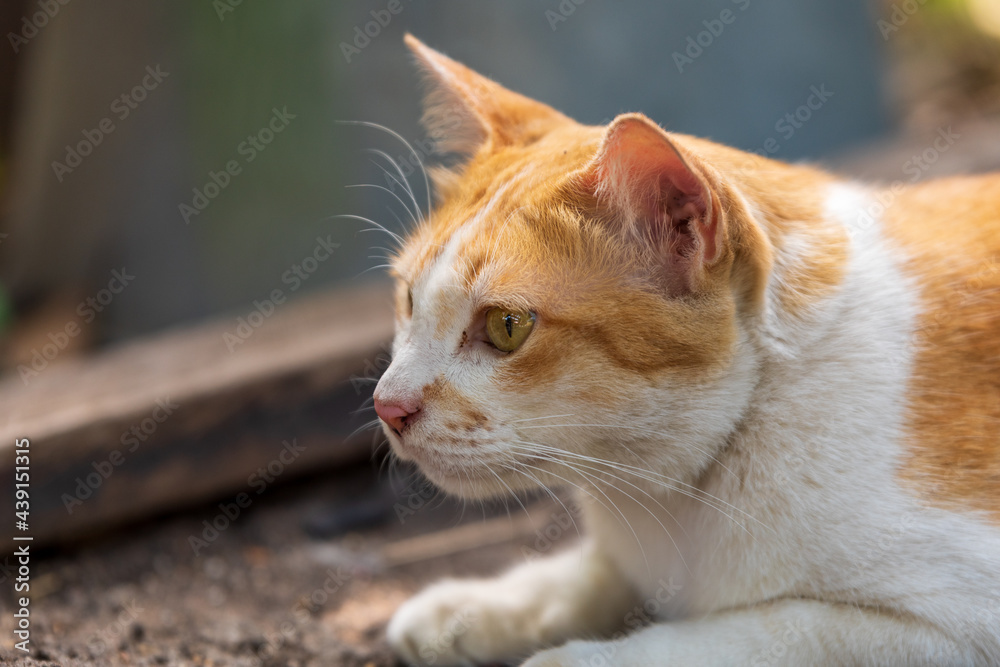 Shoot cat in portrait style. close-up portrait of a cat Shoot cat in portrait style. close-up portrait of a cat