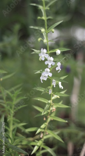 white natral flower © supun