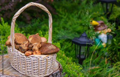 Forest mushrooms in a basket on a tree stump. Nature