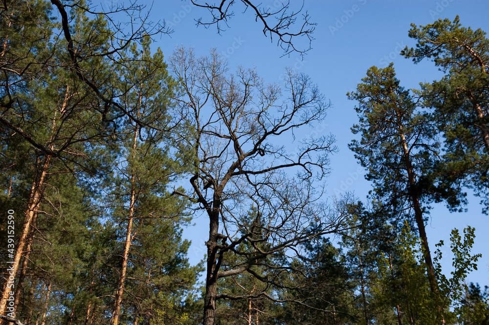 Fototapeta premium spring forest: tree branches against the blue sky