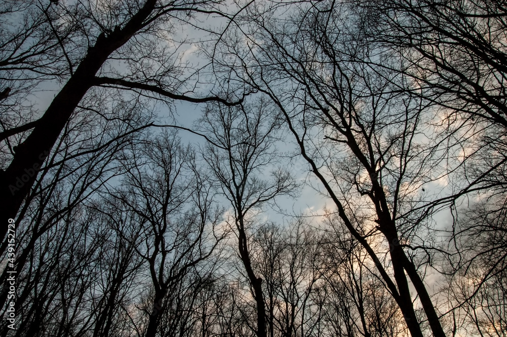 dark silhouettes of trees against the sky dark silhouettes of trees against the sky