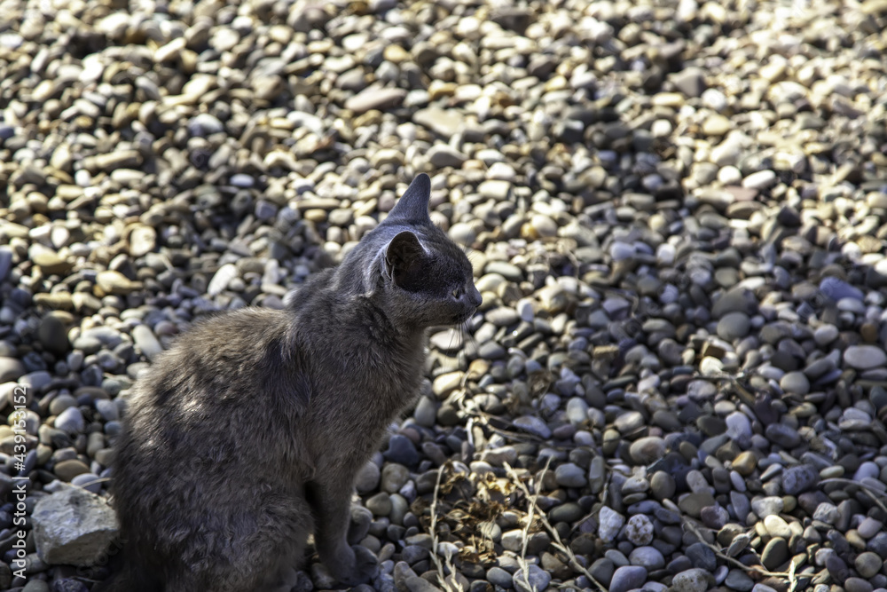 Fototapeta premium Burmese cat stray
