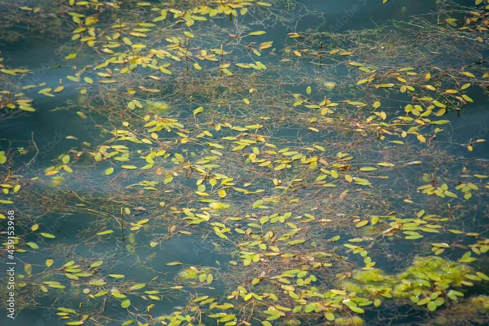 Green leaves above the water. Plants on the lake. Background photo with plants, selective focus. Green leaves above the water. Plants on the lake. Background photo with plants, selective focus.