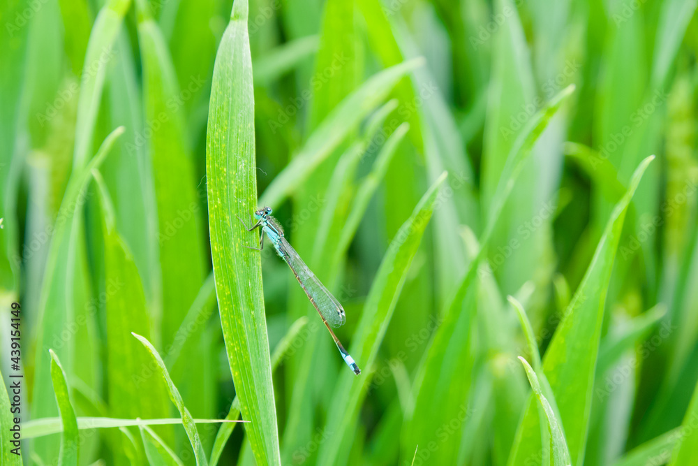 Beautiful blue dragonfly on a blade of grass Beautiful blue dragonfly on a blade of grass