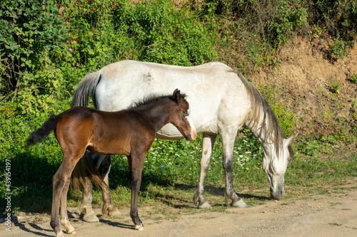 Mother horse and cub. White and brown horses. Beautiful horses. Newborn foal. Selective focus.