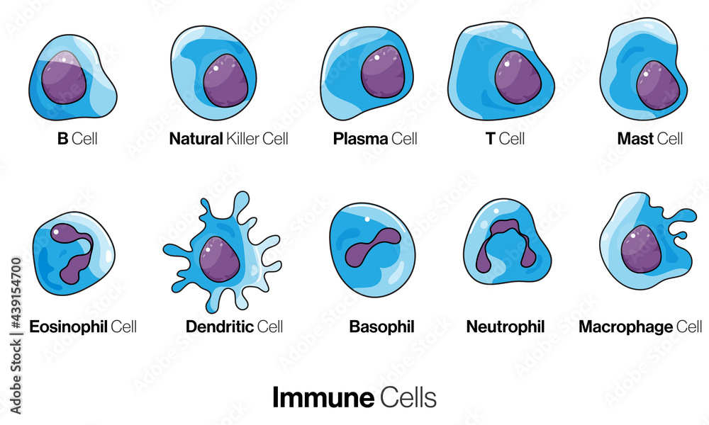 Cells of innate and adaptive immune system, Natural killer, dendritic