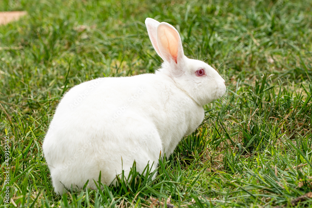 Albino Giant Flemish Rabbit Grazzing on Green Grass Albino Giant Flemish Rabbit Grazzing on Green Grass